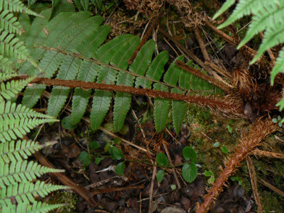 P1200930_1024sb.jpg