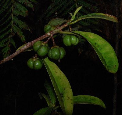 Pilo Kea Pods