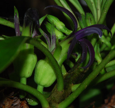 Clermontia Waimeae - Kilohana