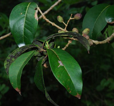 Oleaceae (Olive Family) - Olopua