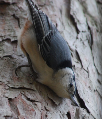 White-Breasted Nuthatch
