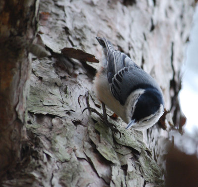 White-Breasted Nuthatch