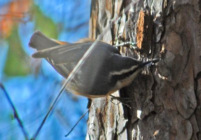 Red-Breasted Nuthatch
