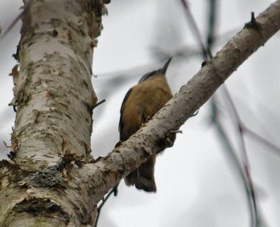 Red-Breasted Nuthatch
