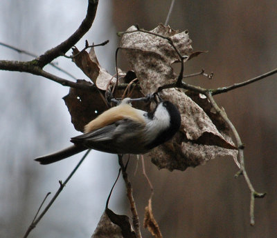 Black-Capped Chickadee