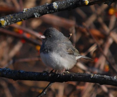 Dark-Eyed Junco