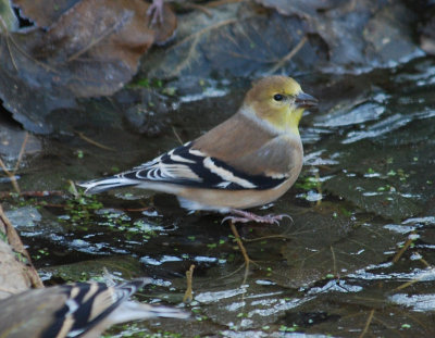 American Goldfinch (winter)