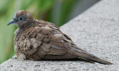 Zebra Dove