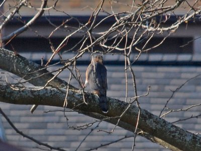 Cooper's Hawk