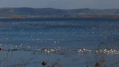 Tundra Swans on the Mississippi