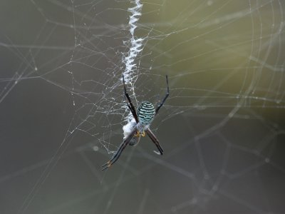 Garden Spider