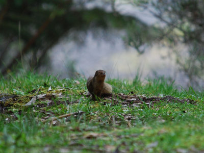 Small Indian Mongoose