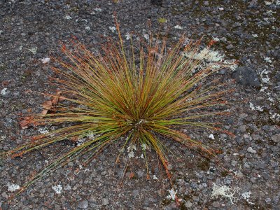 Cyperaceae sp?