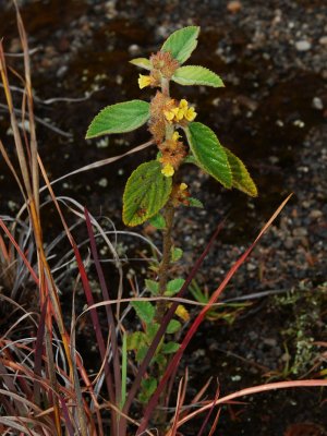 Sterculiaceae (Cacao Family) - 'Uhaloa