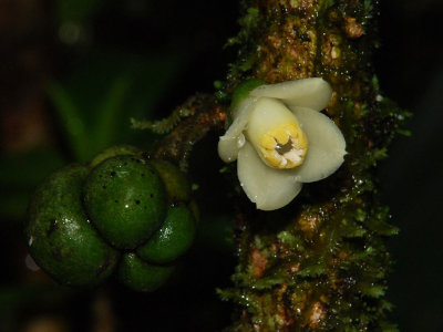 Pilo Kea Flower