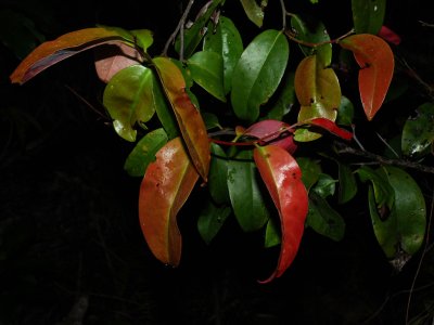 Ebenaceae (Ebony Family) - Lama