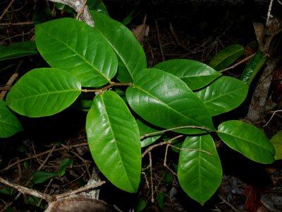 Euphorbiaceae (Spurge Family) - Hame, 'Akoko, Po'ola, etc