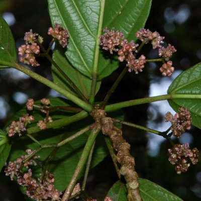 Opuhe Male Flowers