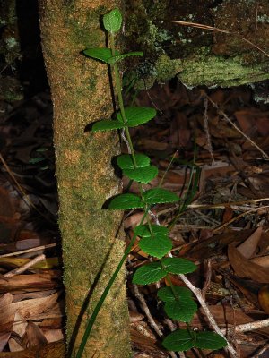 S. Sessilis