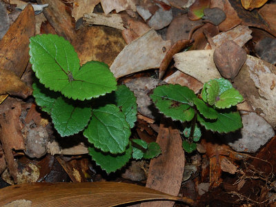 S. Sessilis