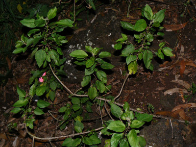Ma'aloa