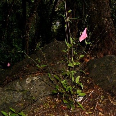 Schiedea Hawaiiensis