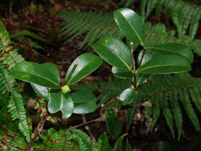 'Alani