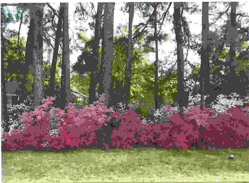 ART AND JEANNE MAYHALL FRONT YARD