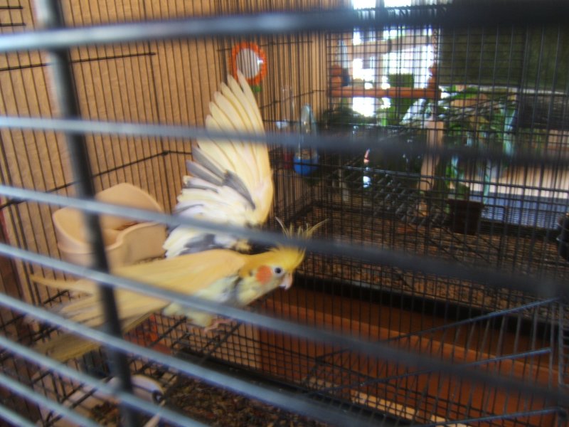     CHIPPER