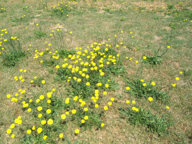  DANDELION FIELD
