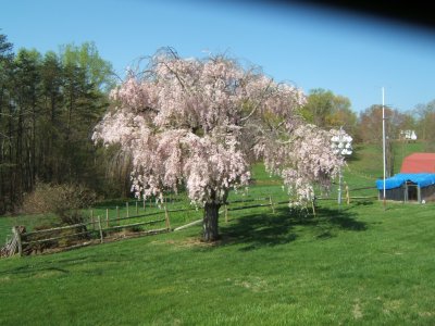 Weeping Willow Cherry tree  