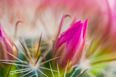 ::Cactus Bloom 2::