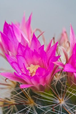 ::Cactus Bloom 2::