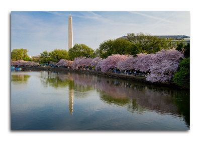 Cherry Blossoms: Washington DC 2010