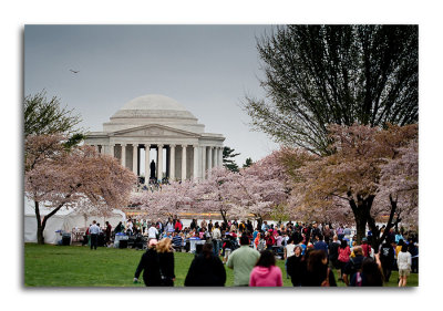 Cherry Blossoms: Washington DC 2010