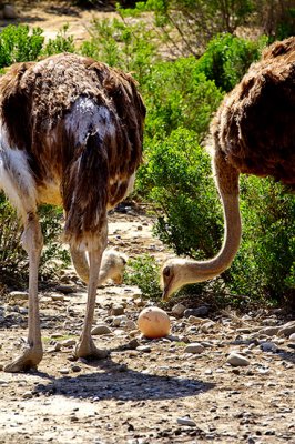 A day with ostriches