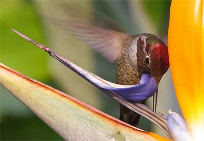 of a humming bird, a bird of paradise and an Ant...