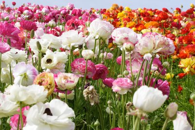 Carlsbad Flower Fields
