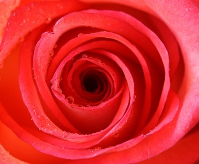 :: Roses ::