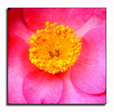Heart of a camelia
