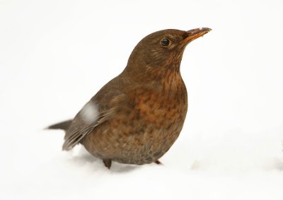 Blackbird-Turdus merula