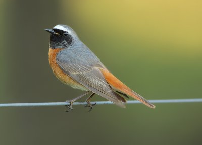 Redstart-Phoenicurus phoenicurus