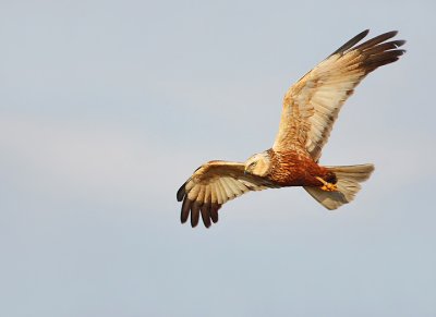 Southern Marsh Harrier-Circus aeruginosus