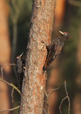 Black woodpecker-Dryocopus martius