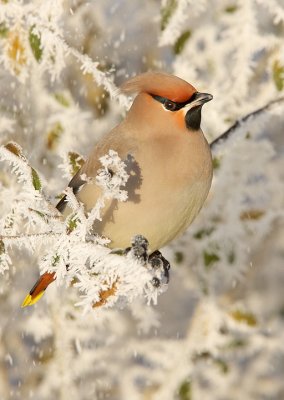 Waxwing-Bombycilla garrulus