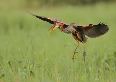 Purple heron-Ardea purpurea