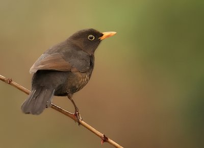 Blackbird-Turdus merula