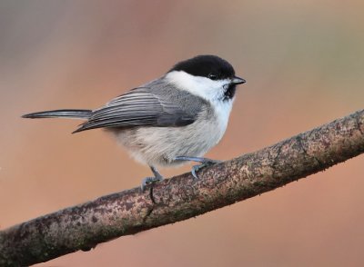 willow_tit