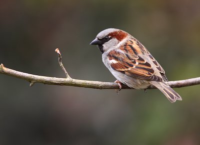 Housesparrow-Passer Domesticus
