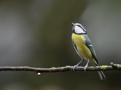 Blue Tit - Parus caeruleus